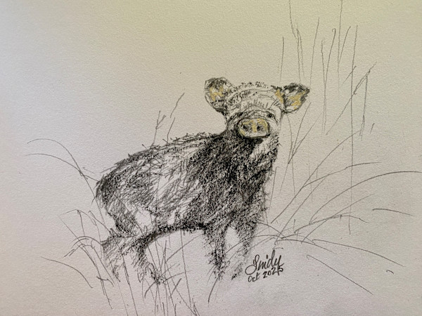 Snooty Javelina by Lindy Cook Severns