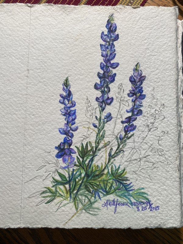 Bluebonnets by Lindy Cook Severns