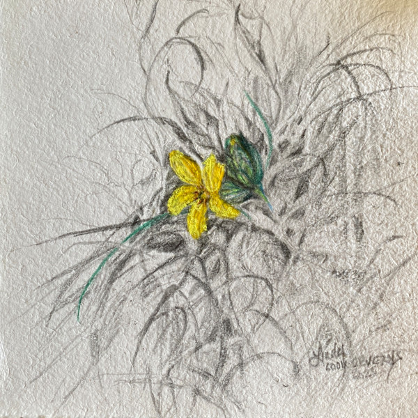 Standing Out by Lindy Cook Severns