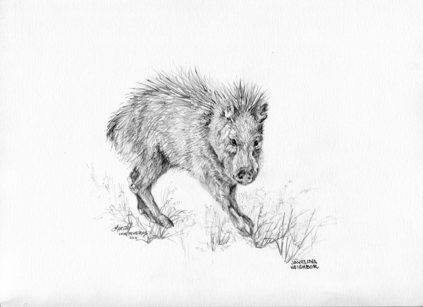 Javelina Neighbor by Lindy Cook Severns