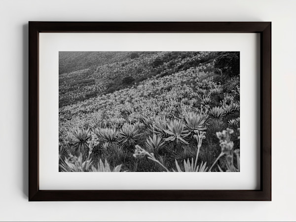 El valle de frailejón by Paula Rojas