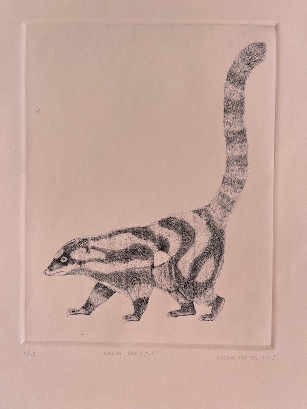 Coatis by Eloisa Castro
