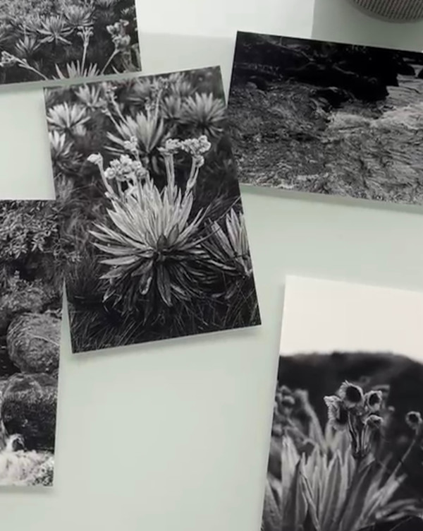 Postales by Paula Rojas