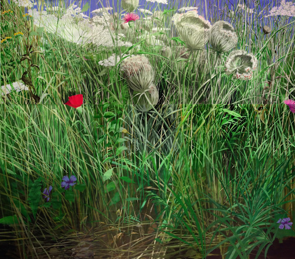 Queen Anns Lace #1 by Adam Cvijanovic