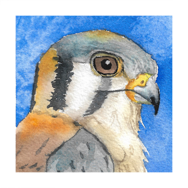 American Kestrel - Oct 14, 2025 by Stacy Hilton Klutzke, Image 5.