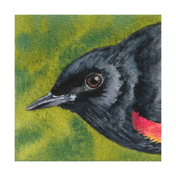 American Redstart - Oct 28, 2025 by Stacy Hilton Klutzke, Image 6.