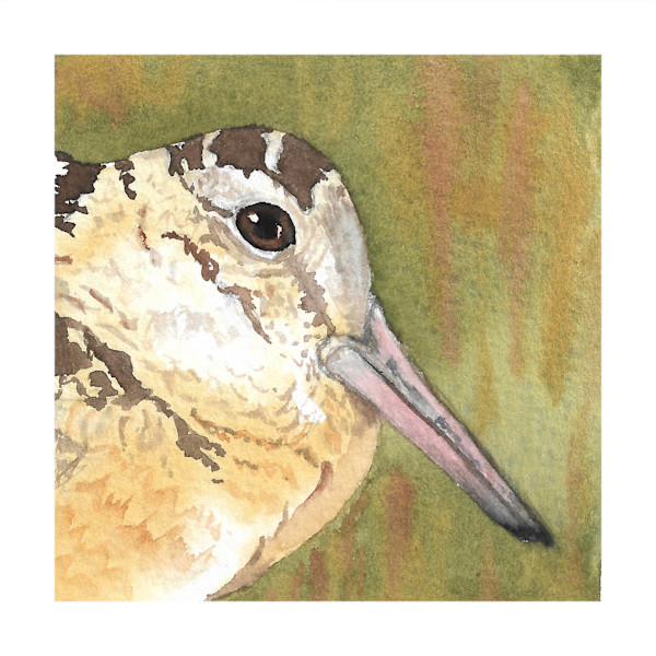 American Woodcock - Oct 26, 2025 by Stacy Hilton Klutzke, Image 1.