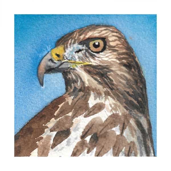 Broadwinged Hawk - Oct 8, 2025 by Stacy Hilton Klutzke, Image 3.