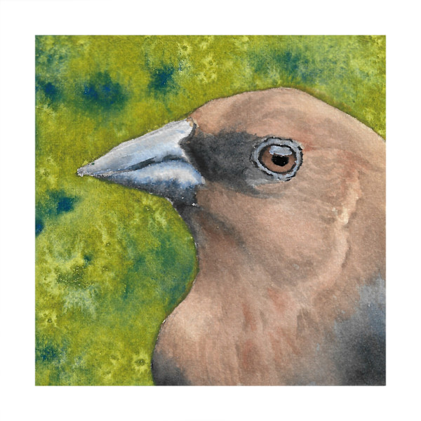 Brown-headed Cowbird - Oct 20, 2025 by Stacy Hilton Klutzke, Image 2.