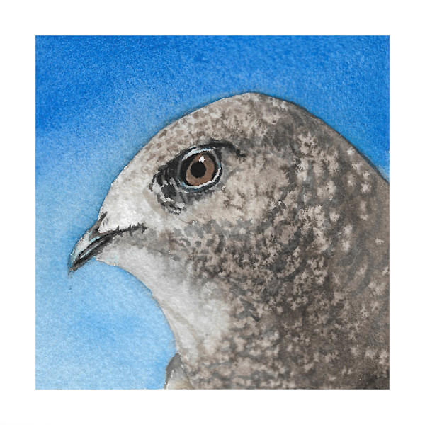 Chimney Swift - Oct 9, 2025 by Stacy Hilton Klutzke, Image 10.