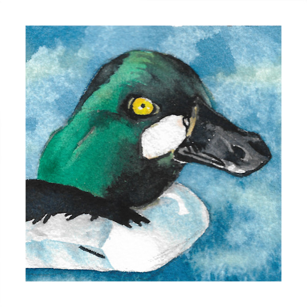 Common Goldeneye - Oct 7, 2025 by Stacy Hilton Klutzke, Image 1.