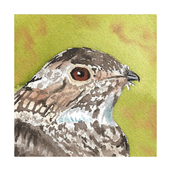 Common Nighthawk - Oct 10, 2025 by Stacy Hilton Klutzke, Image 12.