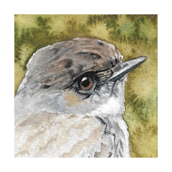 Eastern Phoebe - Oct 25, 2025 by Stacy Hilton Klutzke, Image 13.