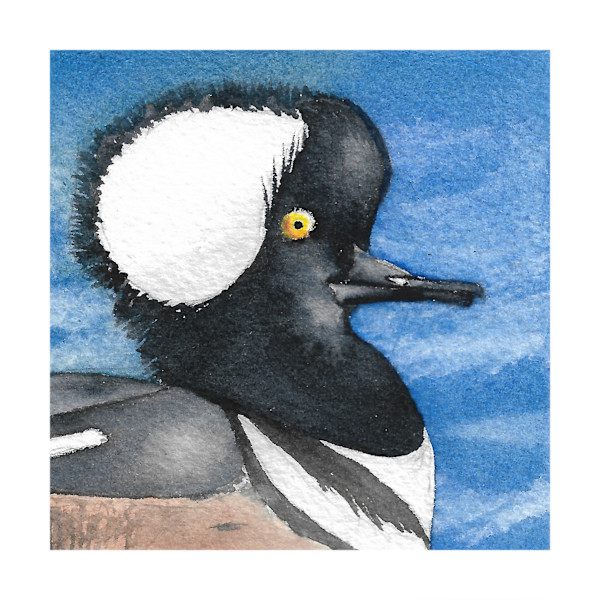 Hooded Merganser - Oct 18, 2025 by Stacy Hilton Klutzke, Image 20.