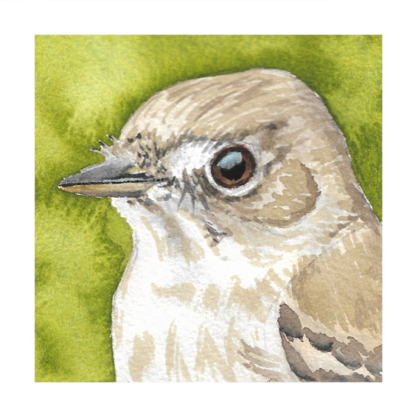 Least Flycatcher - Oct 13, 2025 by Stacy Hilton Klutzke, Image 21.