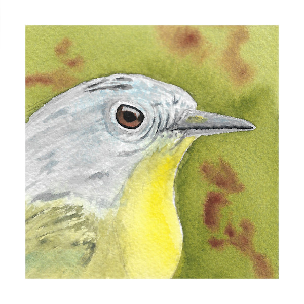 Nashville Warbler - Oct 17, 2025 by Stacy Hilton Klutzke, Image 1.