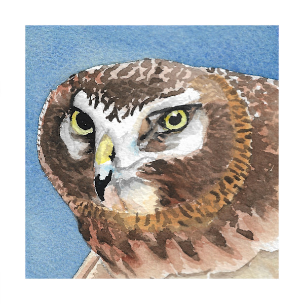 Northern Harrier - Oct 11, 2025 by Stacy Hilton Klutzke, Image 1.