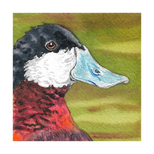 Ruddy Duck - Oct 22, 2025 by Stacy Hilton Klutzke, Image 1.