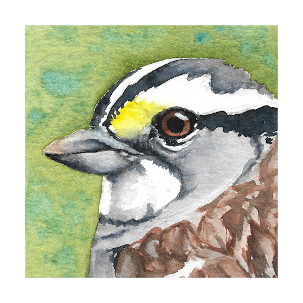 White-throated Sparrow - Oct 31, 2025 by Stacy Hilton Klutzke, Image 1.