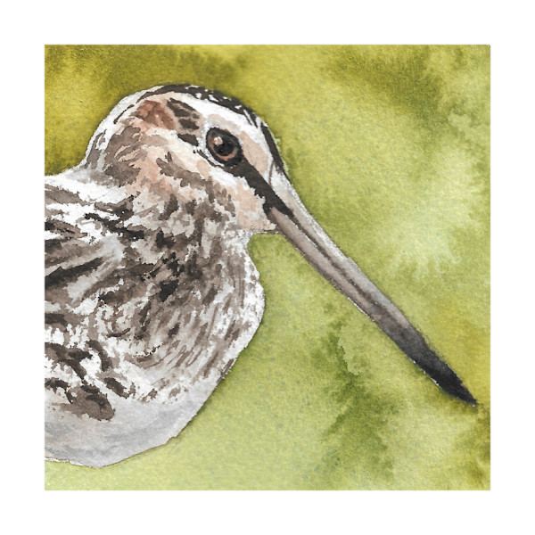 Wilson's Snipe - Oct 15, 2025 by Stacy Hilton Klutzke, Image 1.