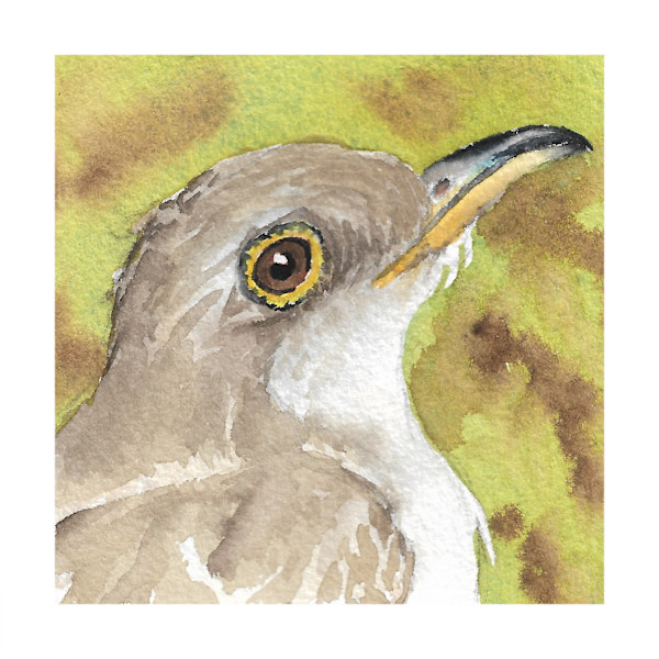 Yellow-billed Cuckoo - Oct 12, 2025 by Stacy Hilton Klutzke, Image 1.