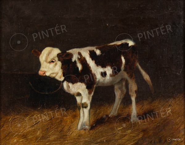 Calf - Boci by Illés Aladár Edvi, Image 1.