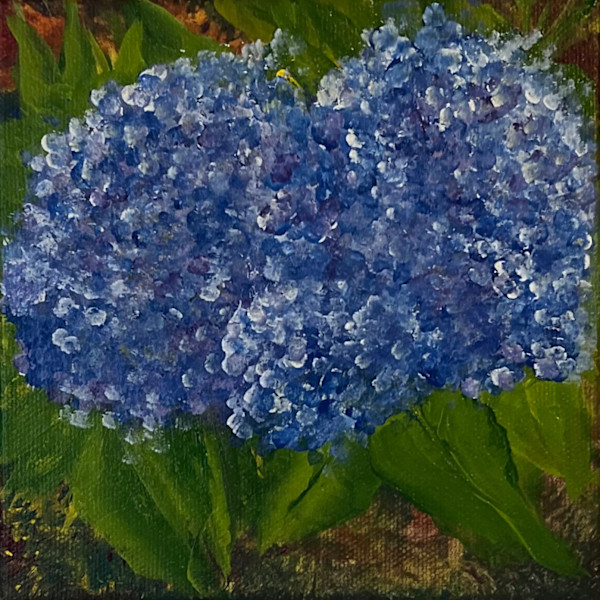 Hydrangeas by Sandra Tarno