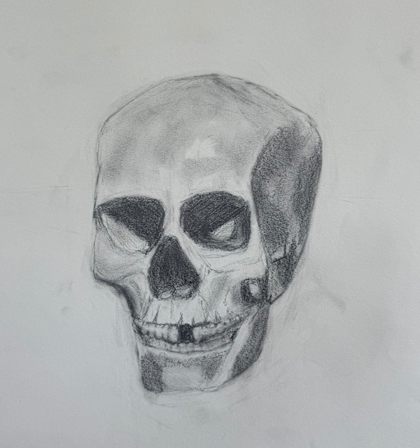 Skull Study by Olivia Sanchez