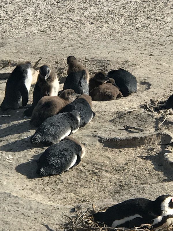 South African Penguins Hunkering by Marie Louise Bosin, MA