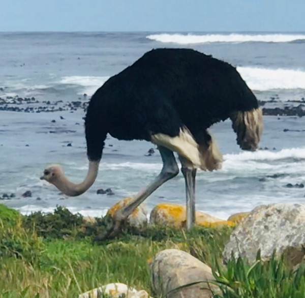 African Ostrich (Struthio Camelus) by Marie Louise Bosin