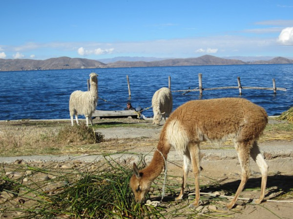 Lake Titicaca Wild Life by Marie Louise Bosin, MA