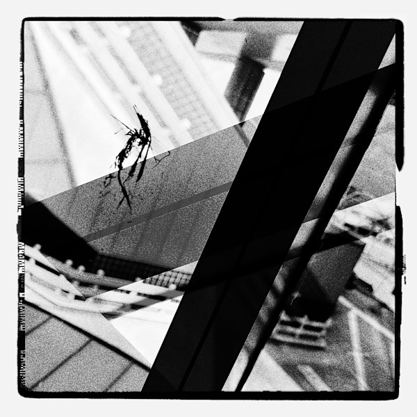 Clarity of Vision by Sherry Ross