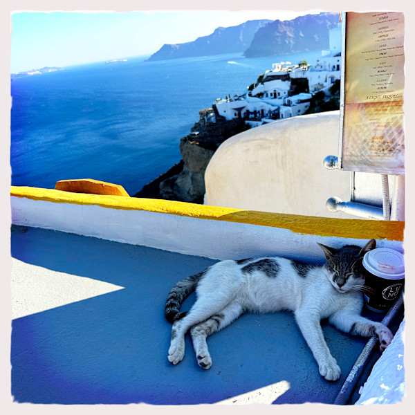 Decaf Kitty by Sherry Ross