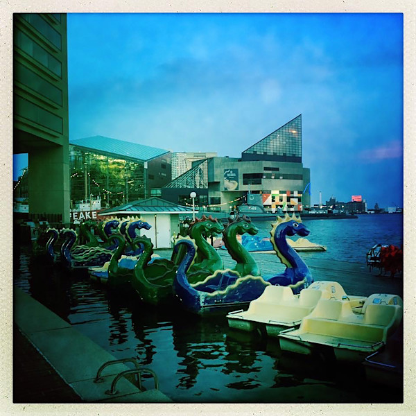 Dragon Boats by Sherry Ross