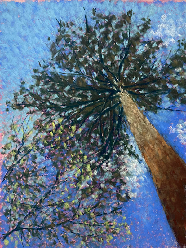 Looking Up at the Trees by Emmanuelle Fonsny