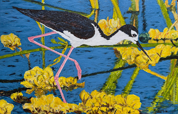 Black-Necked Stilt by Jesse Sublett