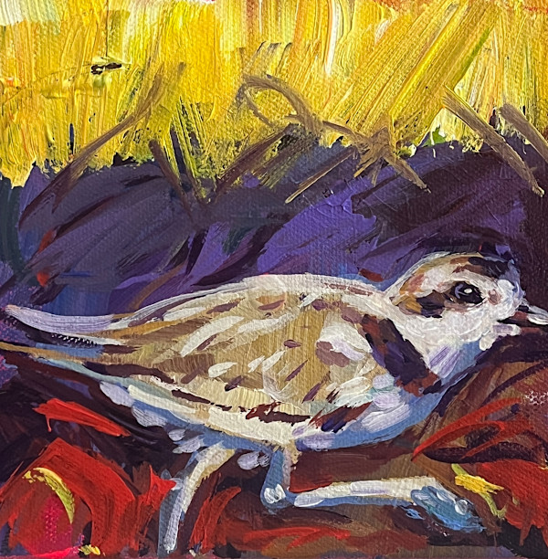 Plover by Laura Green