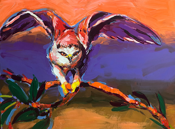 White Tailed Kite by Laura Green