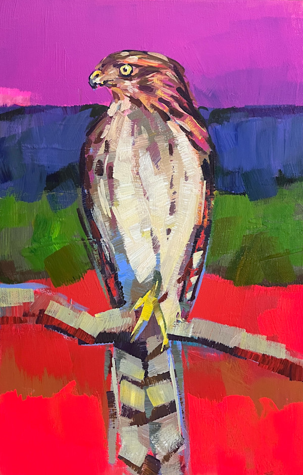 Cooper's Hawk in the Desert by Laura Green