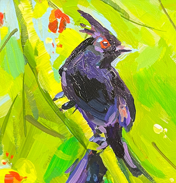 Phainopepla in Palo Verde by Laura Green