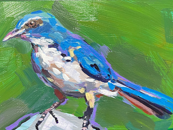 Scrub Jay 2 by Laura Green