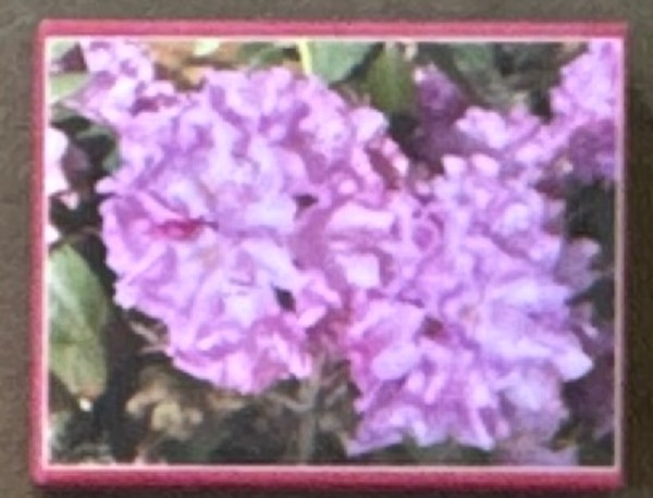 Pretty Pink Flowers by Loretta Verret