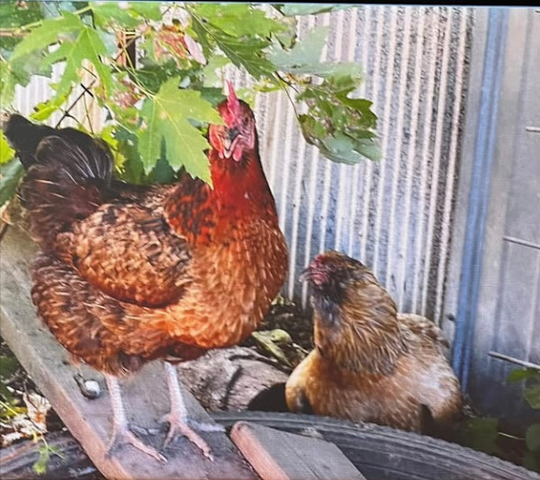 Rooster in Love by Loretta Verret