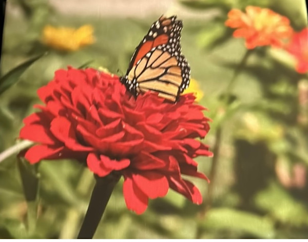 The Monarch beauty by Loretta Verret