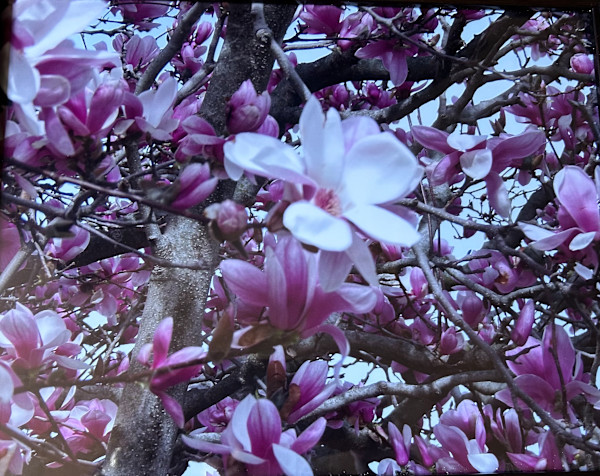 Snowdrop Beauty by Loretta Verret