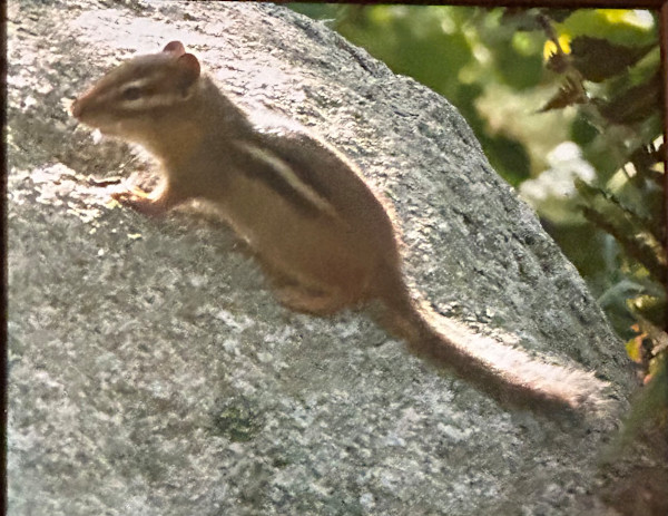 Cutie Chipmunk by Loretta Verret