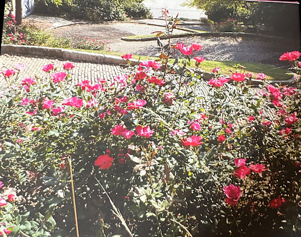 Unbelievably Crooked by Loretta Verret