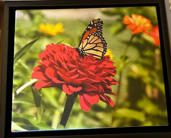 The Monarch Beauty by Loretta Verret