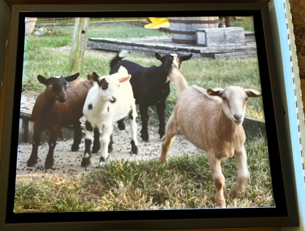 Four Goats by Loretta Verret