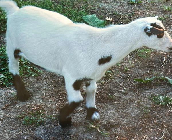 Cookie by Loretta Verret